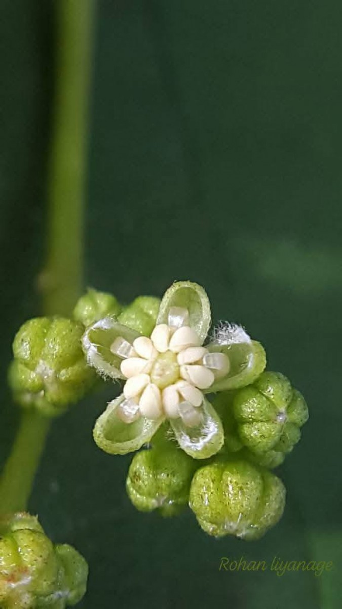 Trema orientale (L.) Blume