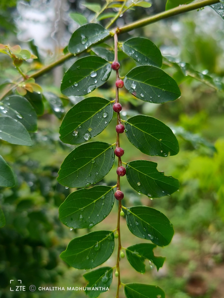 Phyllanthus vitis-idaea (Burm.f.) J.Koenig ex Roxb.