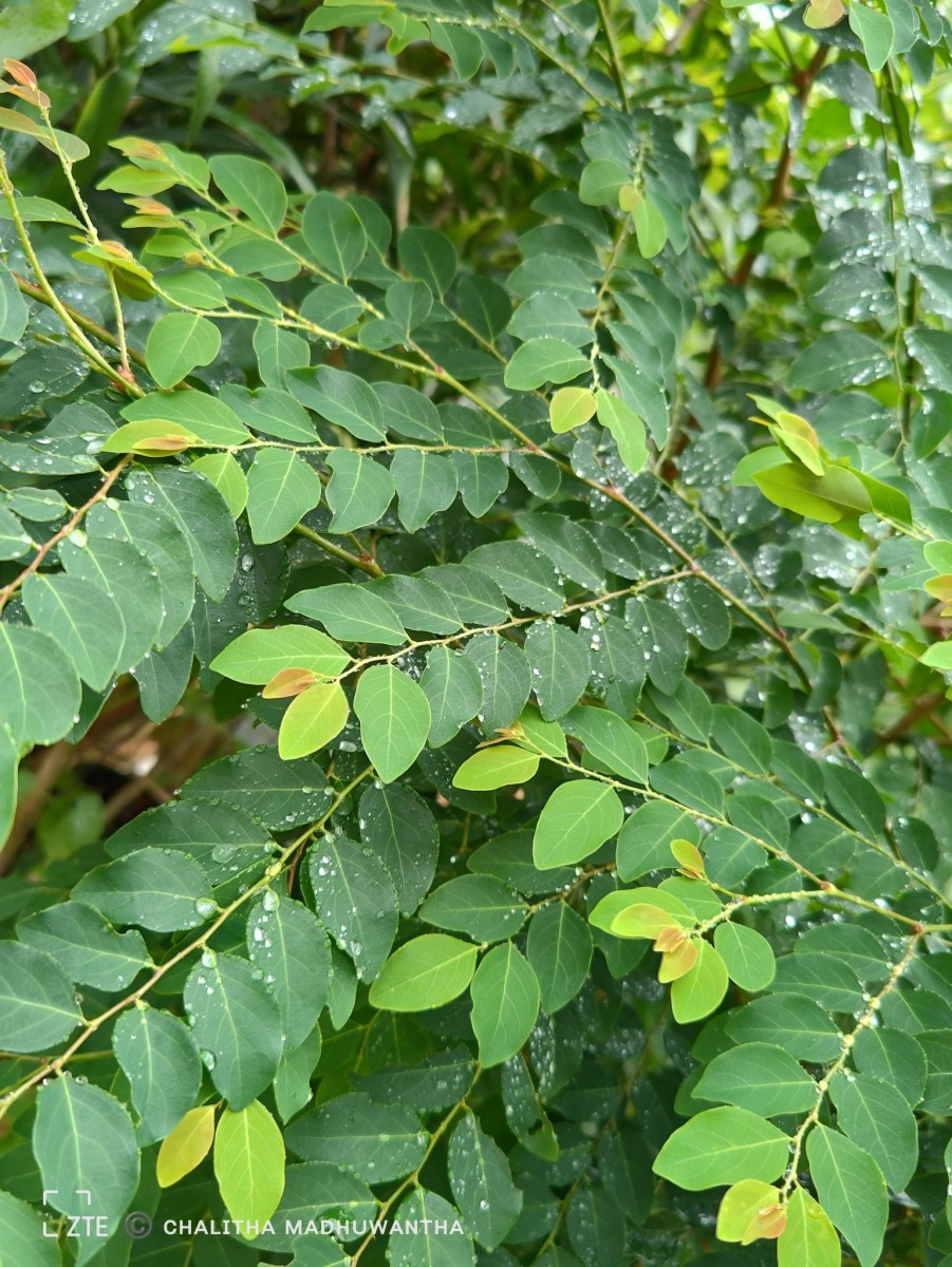 Phyllanthus vitis-idaea (Burm.f.) J.Koenig ex Roxb.