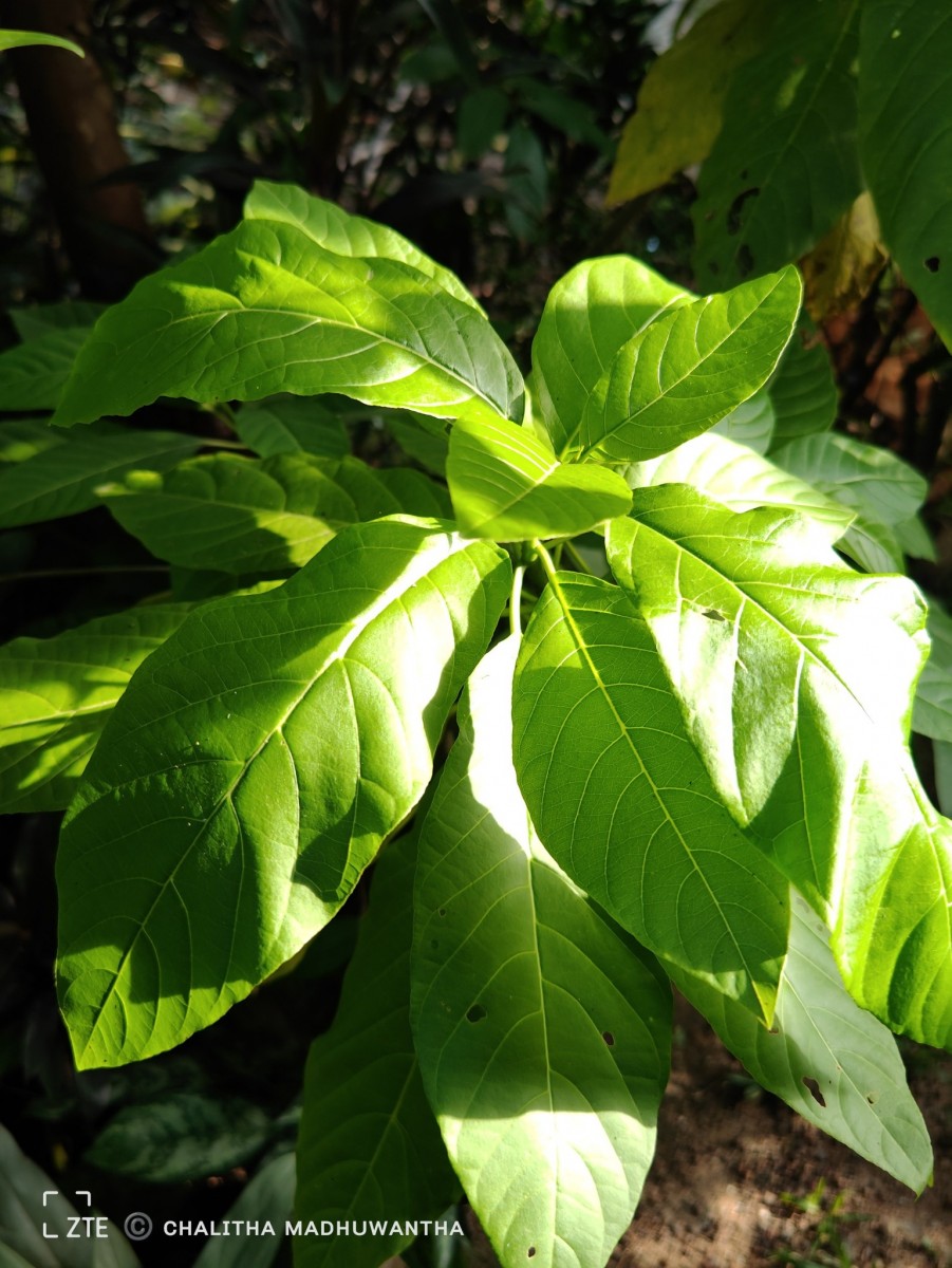 Ceodes grandis (R.Br.) D.Q.Lu