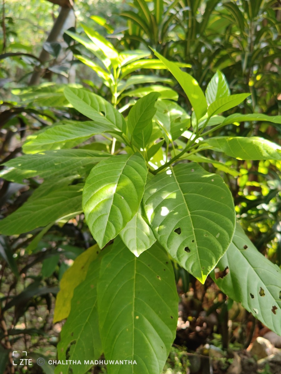 Ceodes grandis (R.Br.) D.Q.Lu