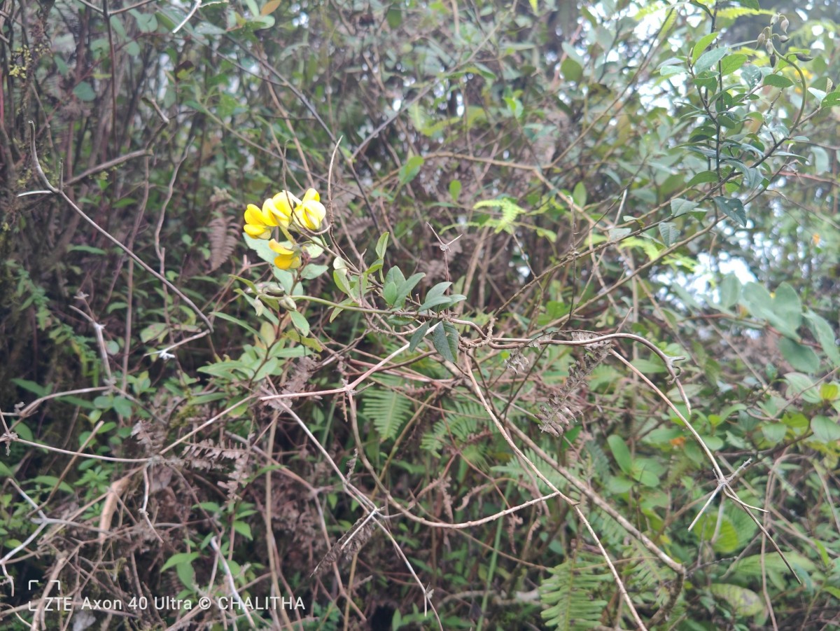 Crotalaria walkeri Arn.