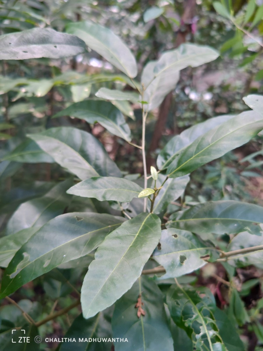Croton persimilis Müll.Arg.