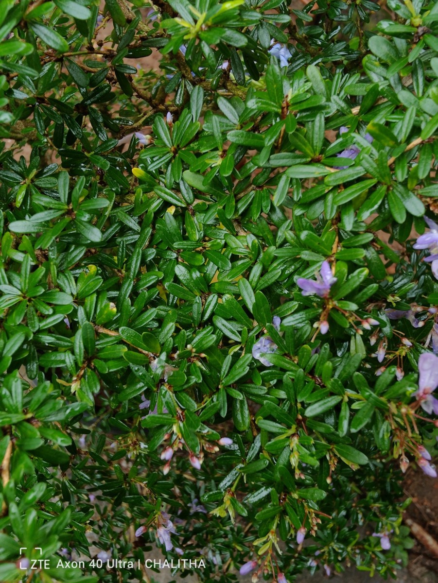 Trifidacanthus unifoliolatus Merr.