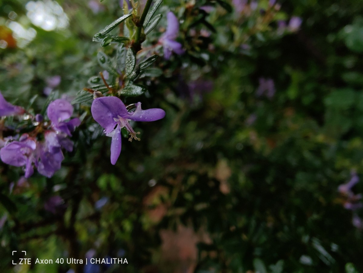Trifidacanthus unifoliolatus Merr.