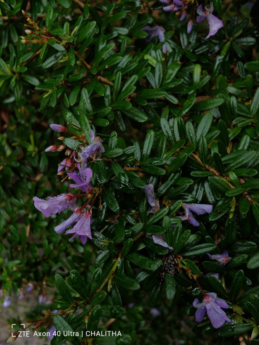 Trifidacanthus unifoliolatus Merr.