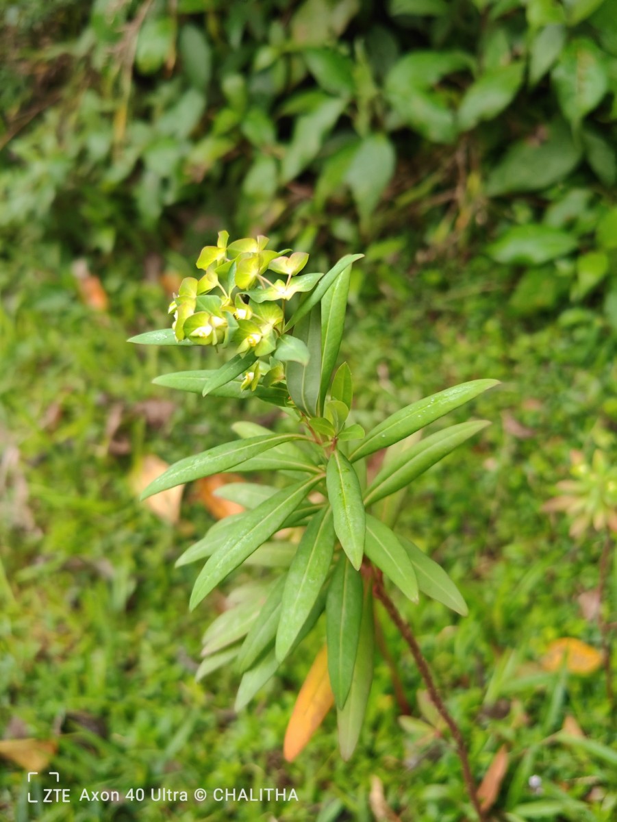 Euphorbia rothiana Spreng.