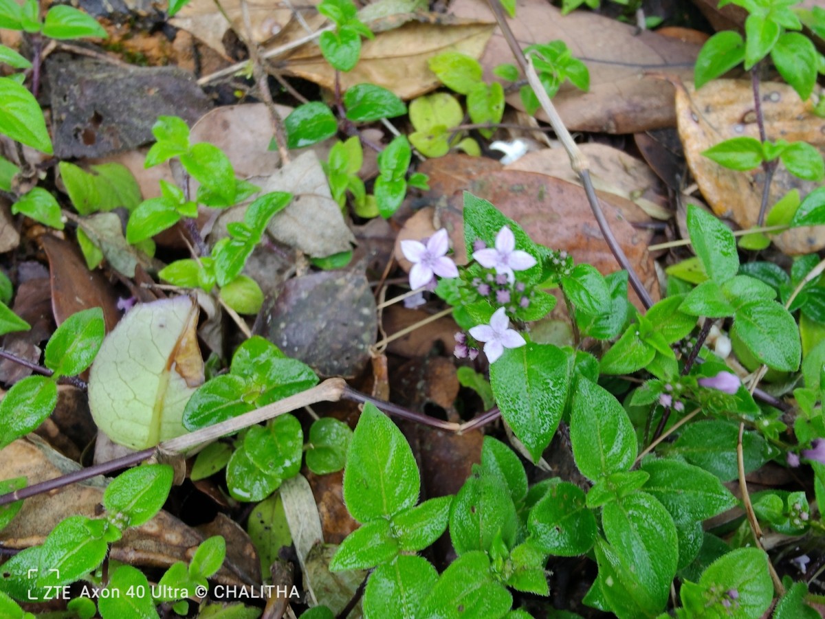 Neanotis monosperma (Wight & Arn.) W.H.Lewis