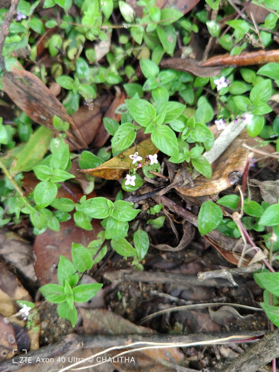 Neanotis monosperma (Wight & Arn.) W.H.Lewis
