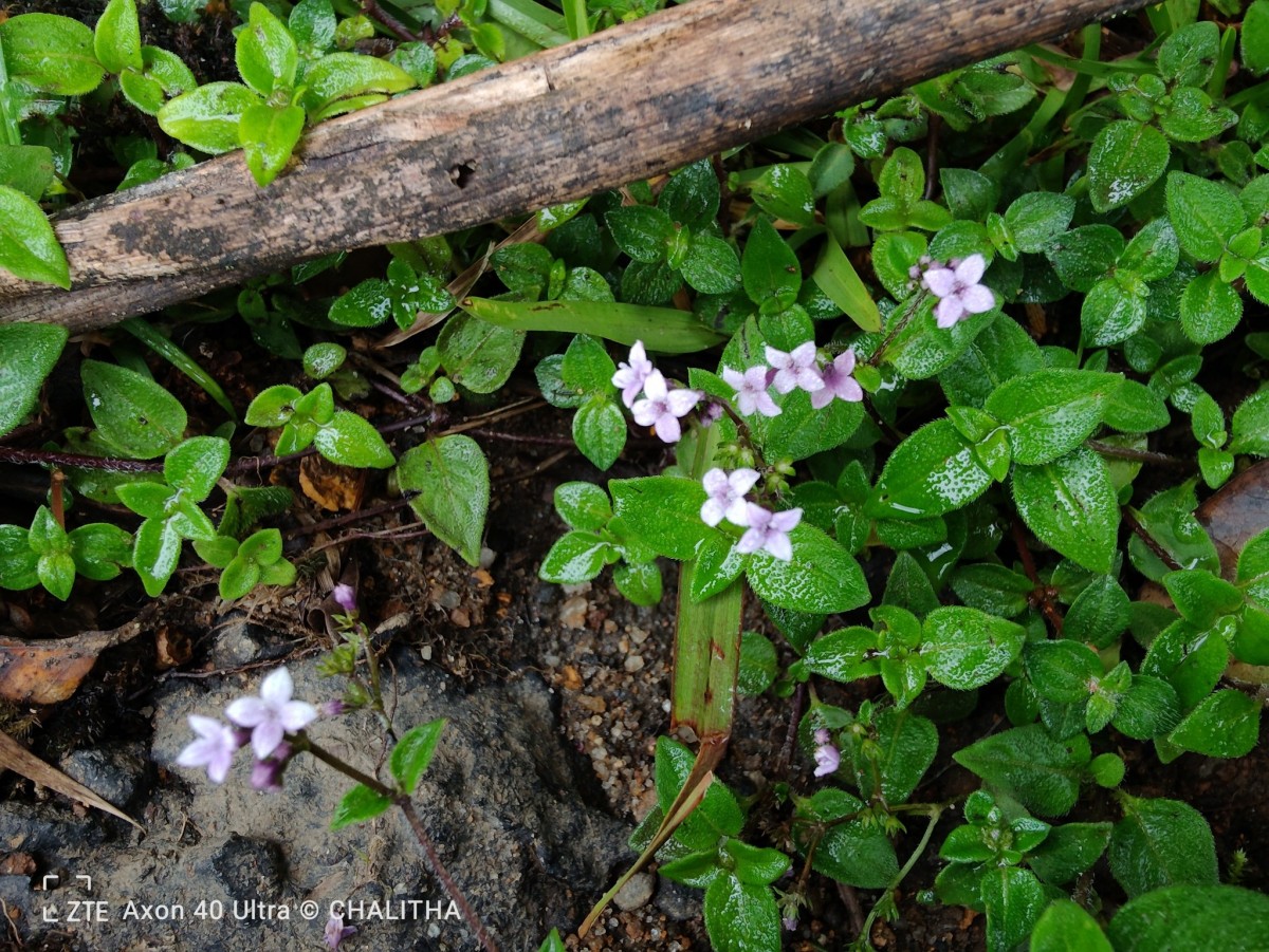 Neanotis monosperma (Wight & Arn.) W.H.Lewis