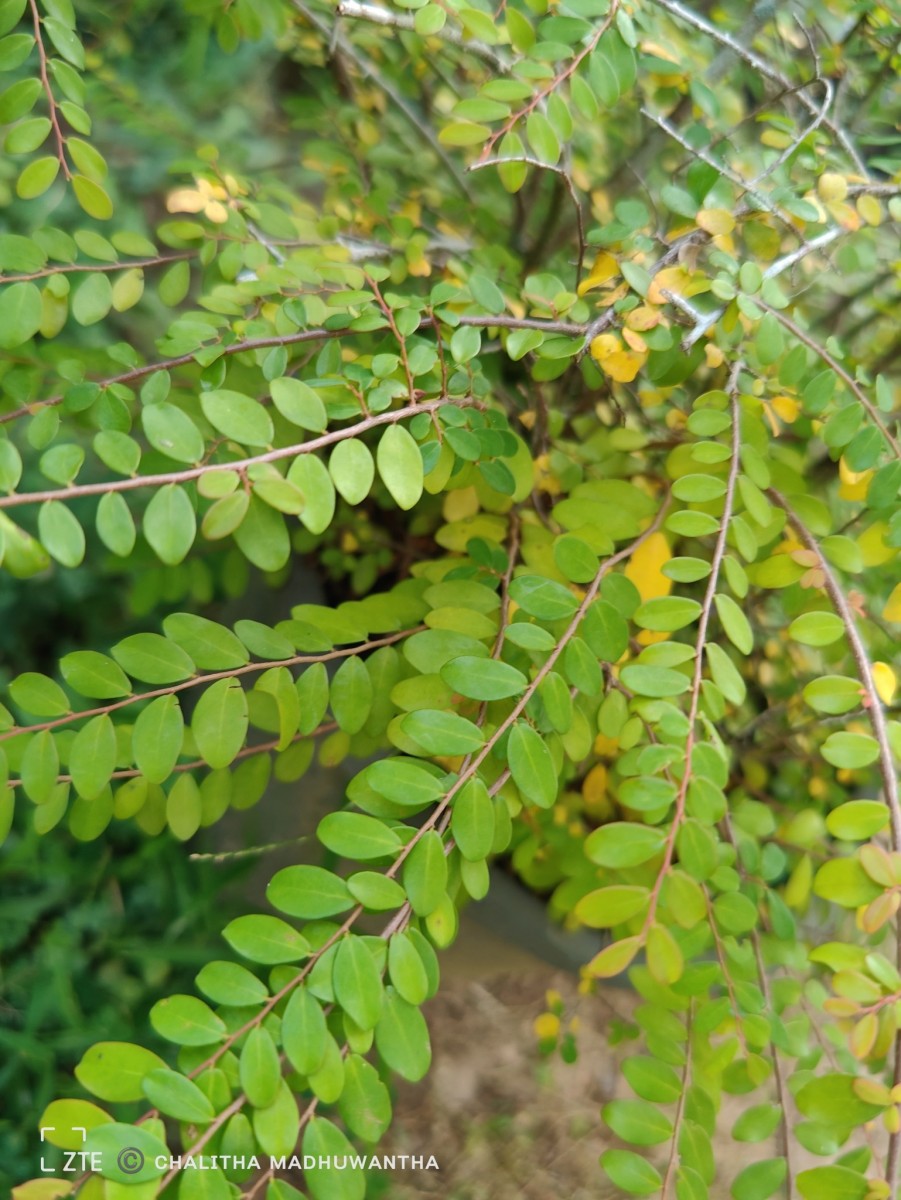 Phyllanthus cochinchinensis Spreng.