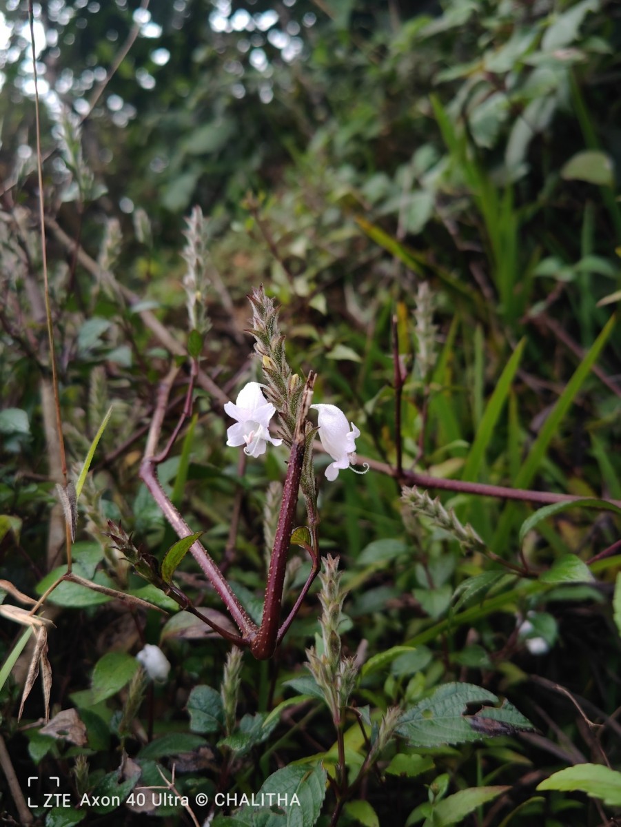Strobilanthes viscosa var. viscosa (Arn. ex Nees) T.Anderson