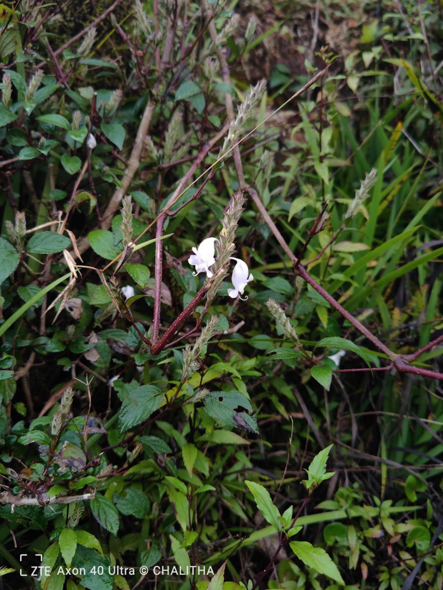 Strobilanthes viscosa var. viscosa (Arn. ex Nees) T.Anderson