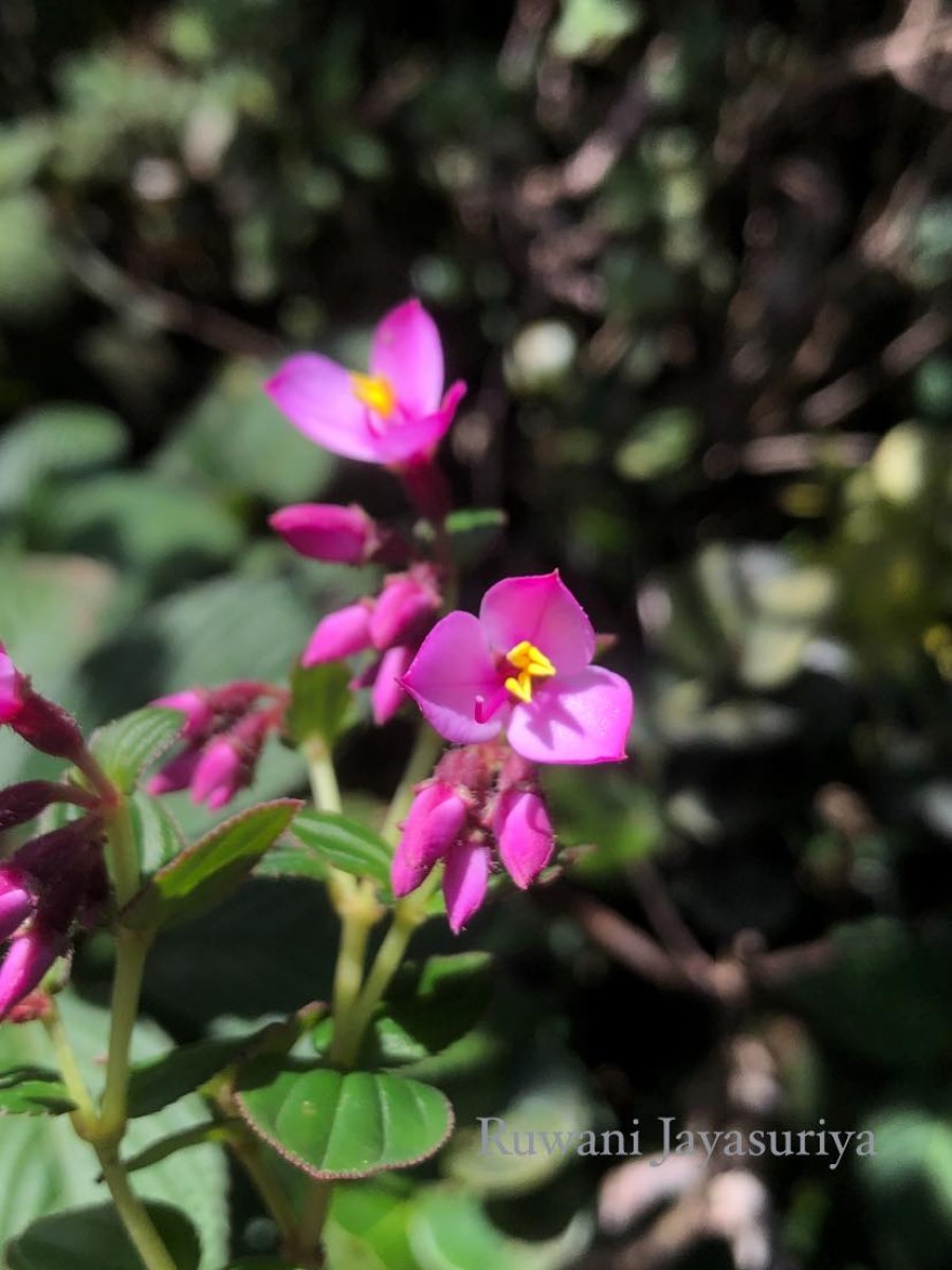 Sonerila harveyi Thwaites