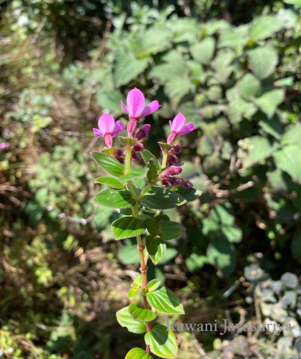 Sonerila harveyi Thwaites