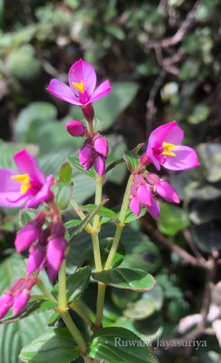 Sonerila harveyi Thwaites