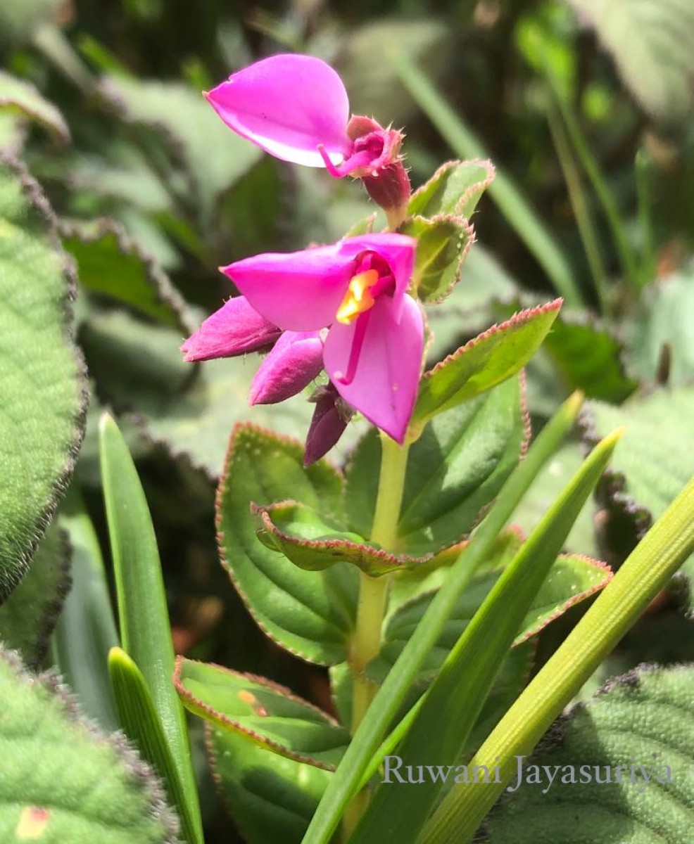 Sonerila harveyi Thwaites