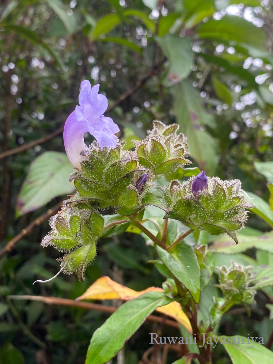 Strobilanthes sexennis var. sexennis Nees