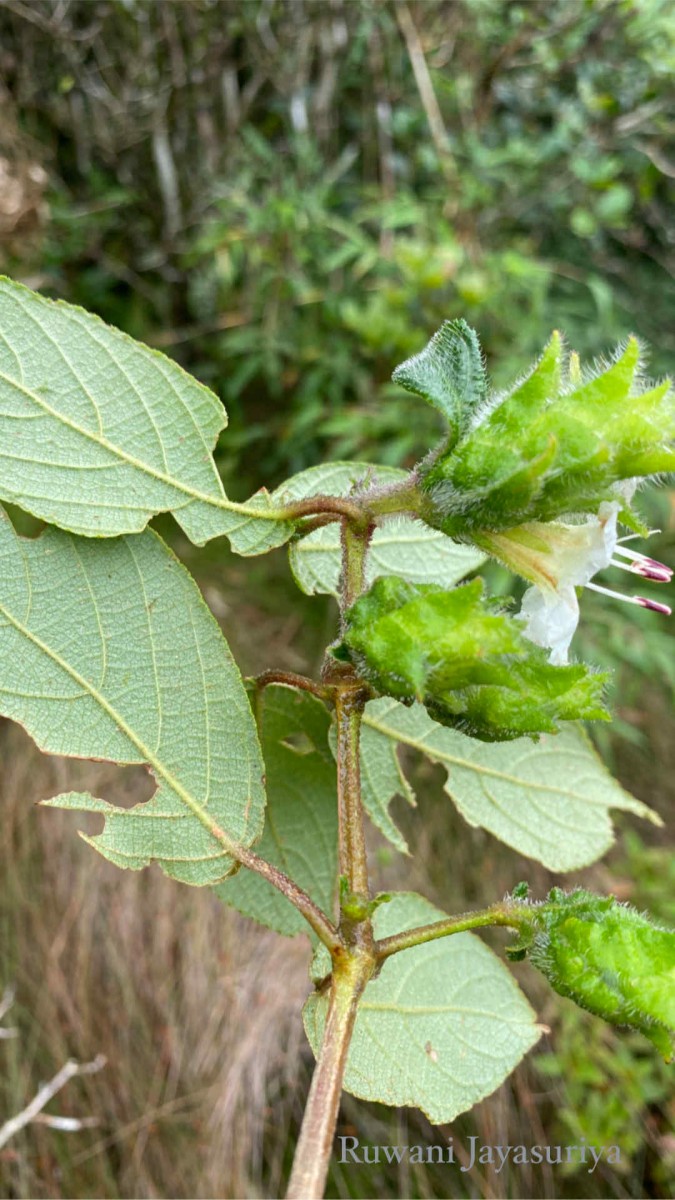 Strobilanthes hookeri Nees