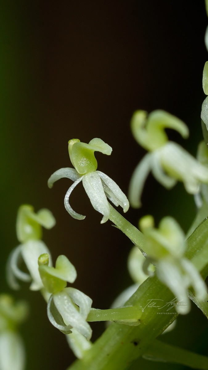 Liparis viridiflora (Blume) Lindl.