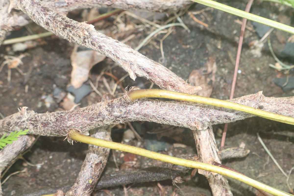 Davallia canariensis (L.) Sm.