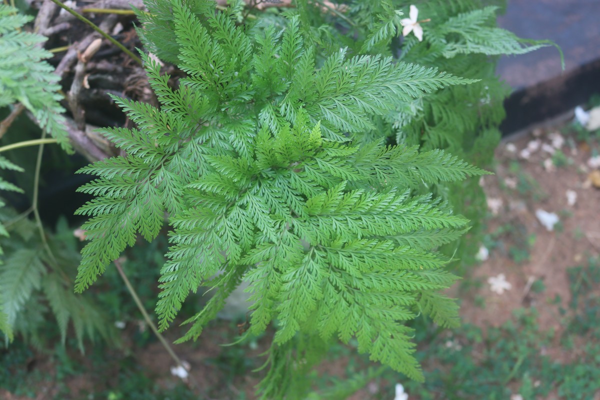 Davallia canariensis (L.) Sm.
