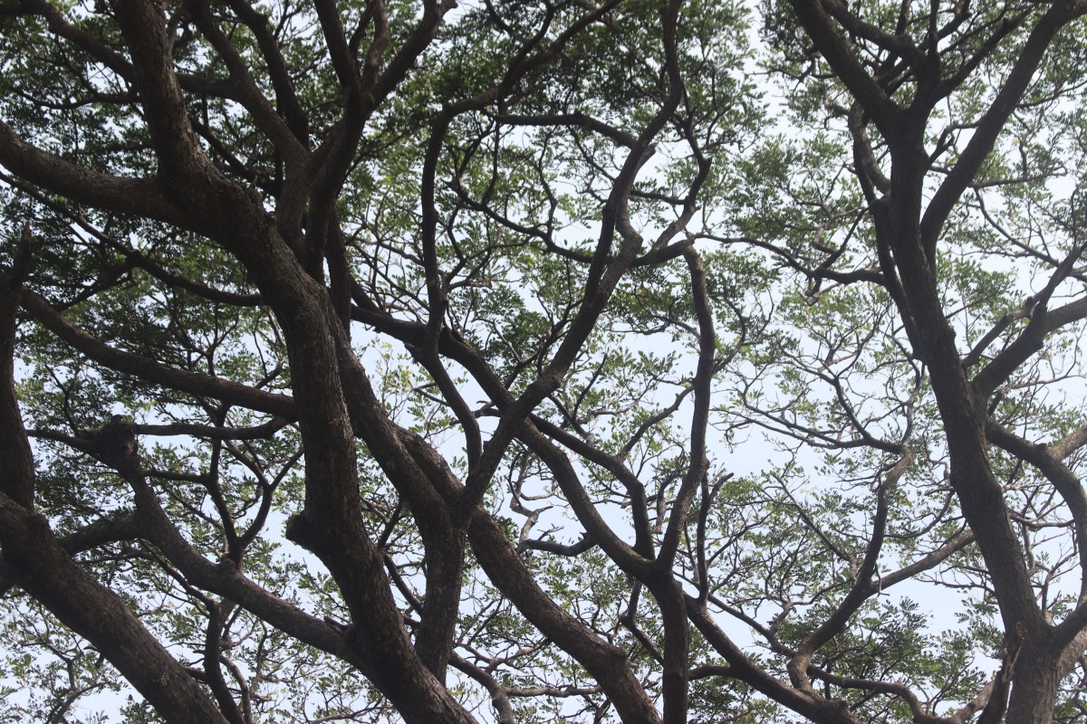 Samanea saman (Jacq.) Merr.