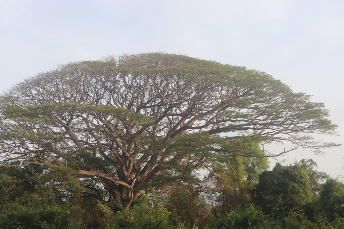 Samanea saman (Jacq.) Merr.