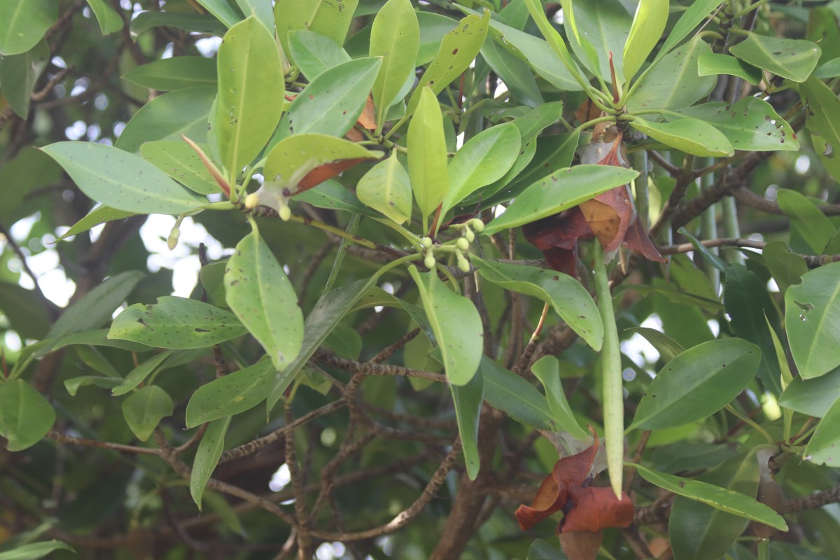 Rhizophora mucronata Poir.