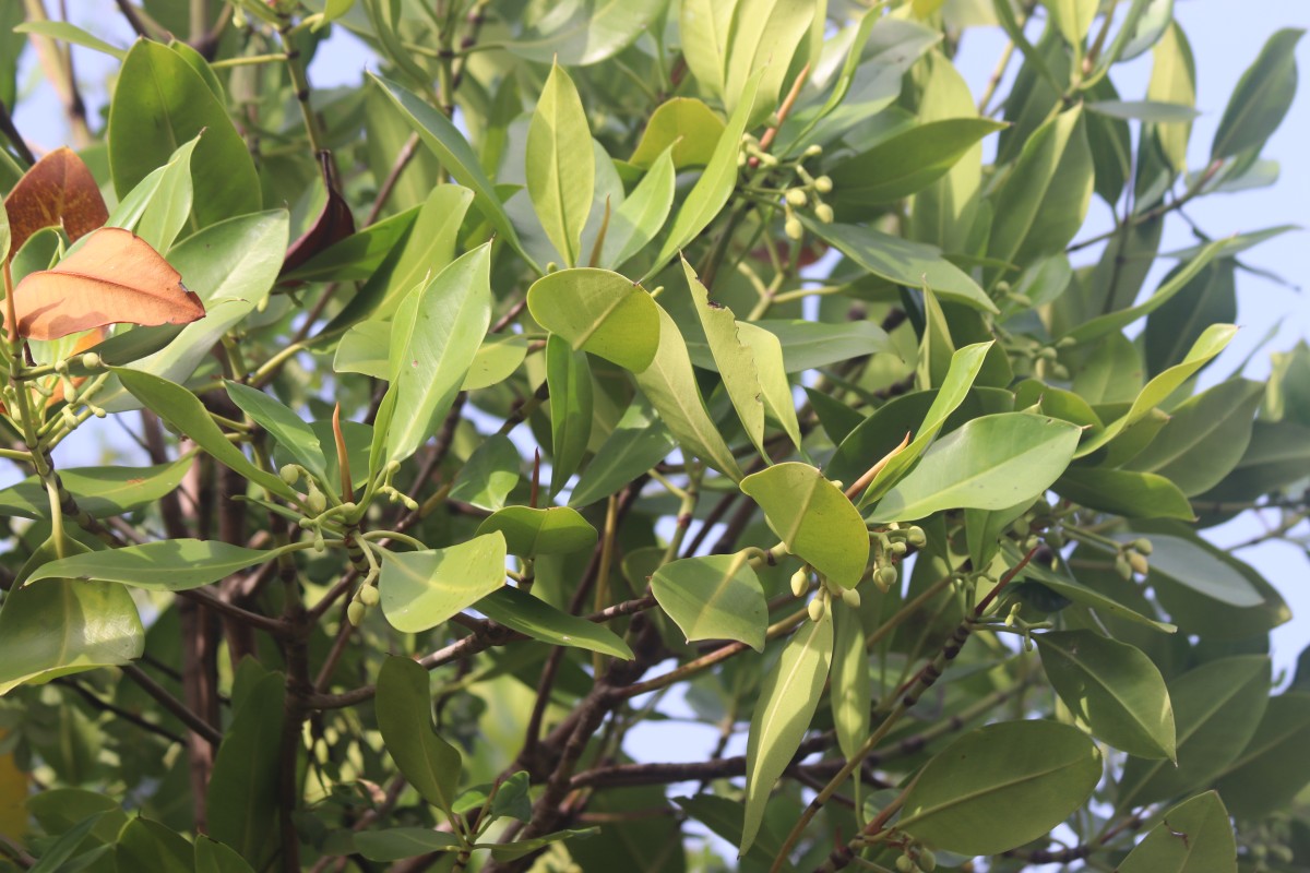 Rhizophora mucronata Poir.