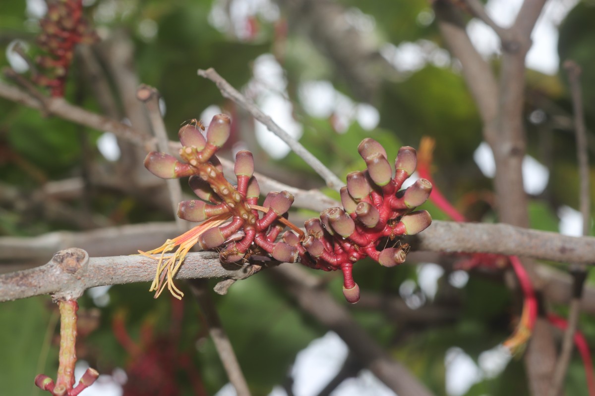 Dendrophthoe falcata (L.f.) Ettingsh.