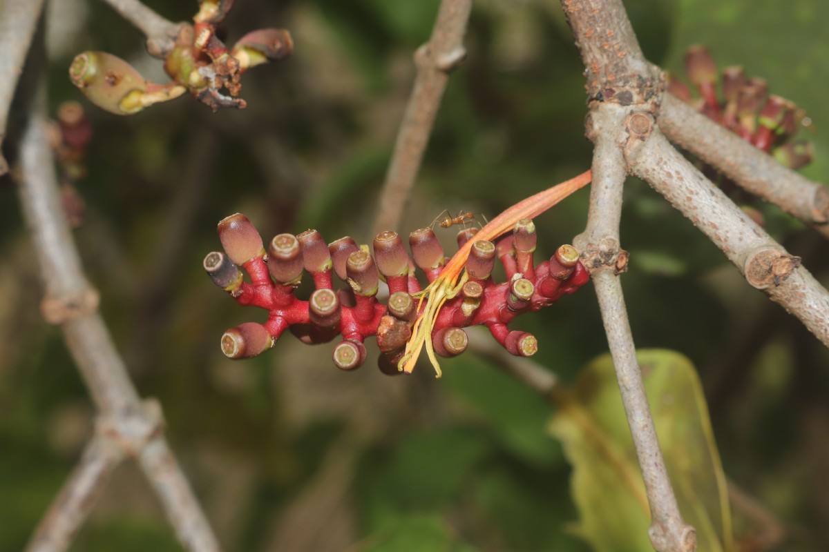 Dendrophthoe falcata (L.f.) Ettingsh.