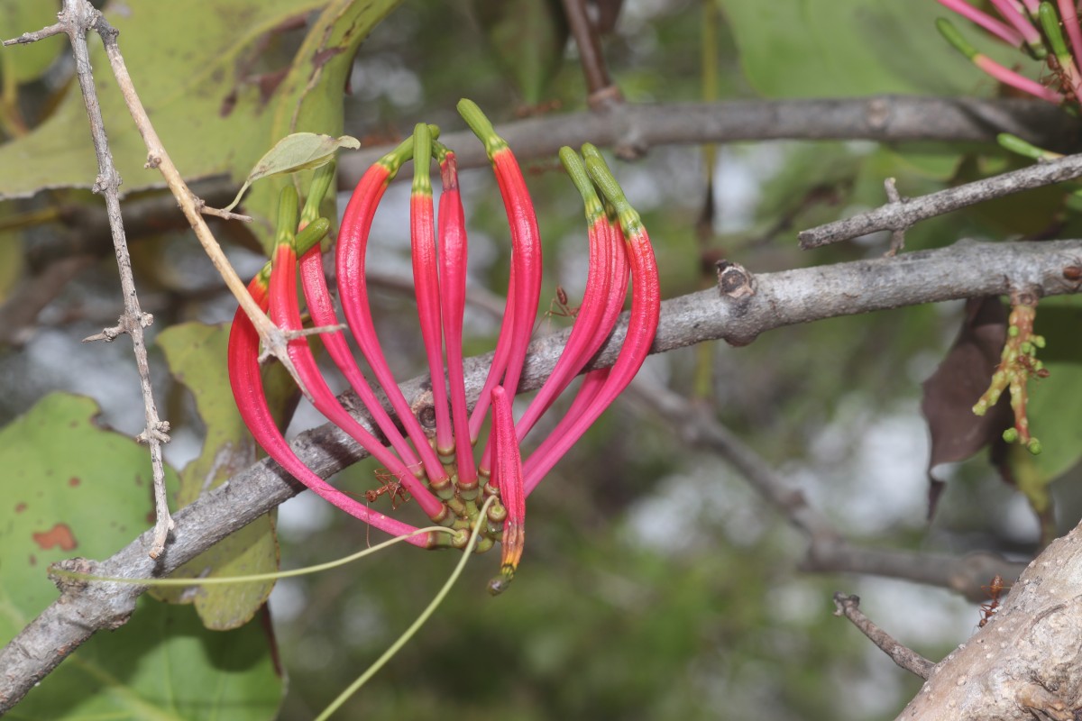 Dendrophthoe falcata (L.f.) Ettingsh.