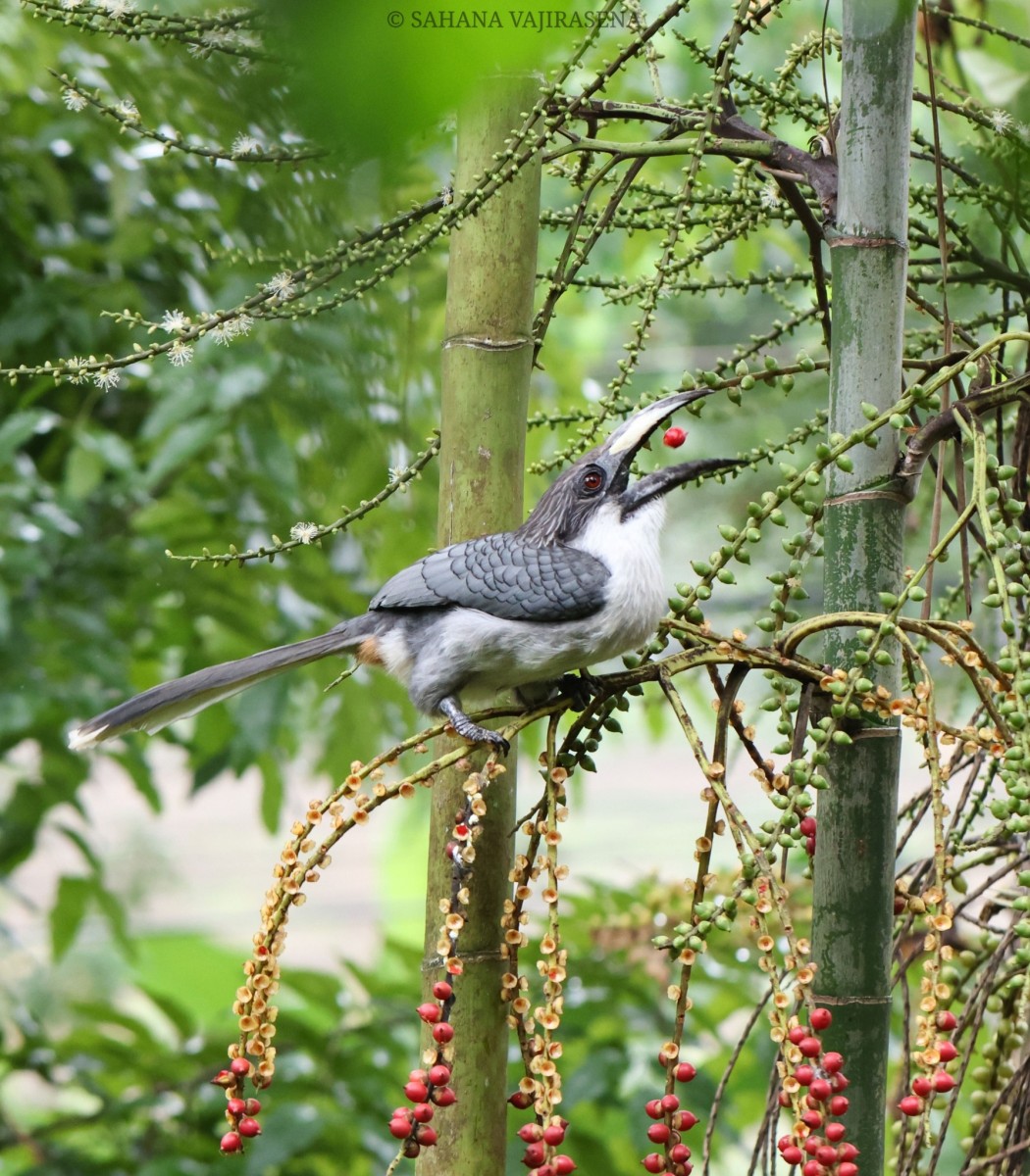 Ptychosperma macarthurii (H.Wendl. ex H.J.Veitch) H.Wendl. ex Hook.f.