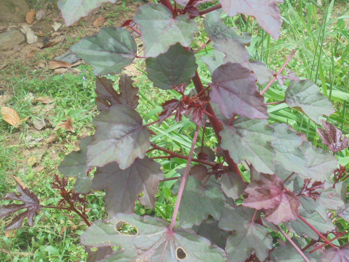 Hibiscus acetosella Welw. ex Hiern