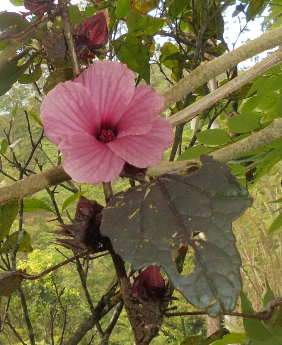 Hibiscus acetosella Welw. ex Hiern