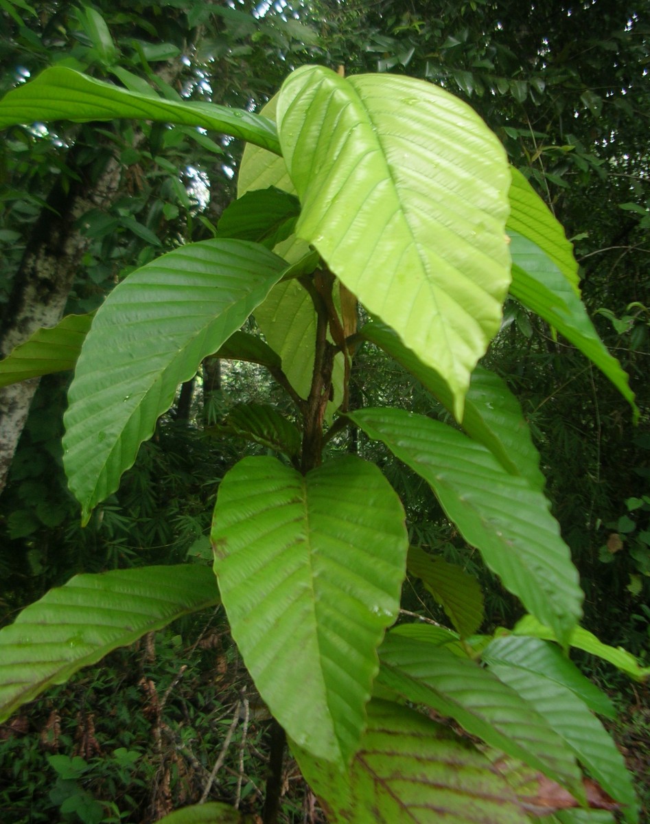 Flora of Sri Lanka
