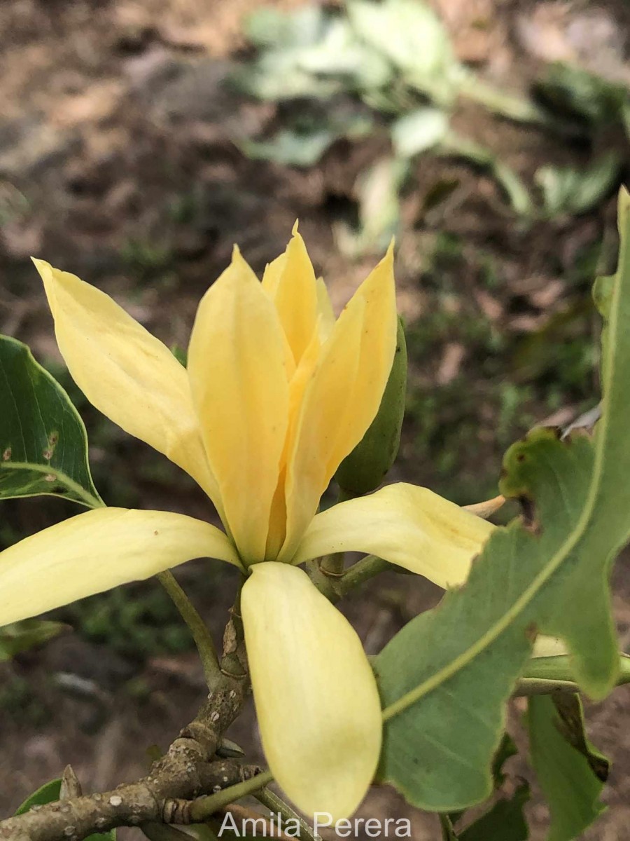 Magnolia champaca (L.) Baill. ex Pierre