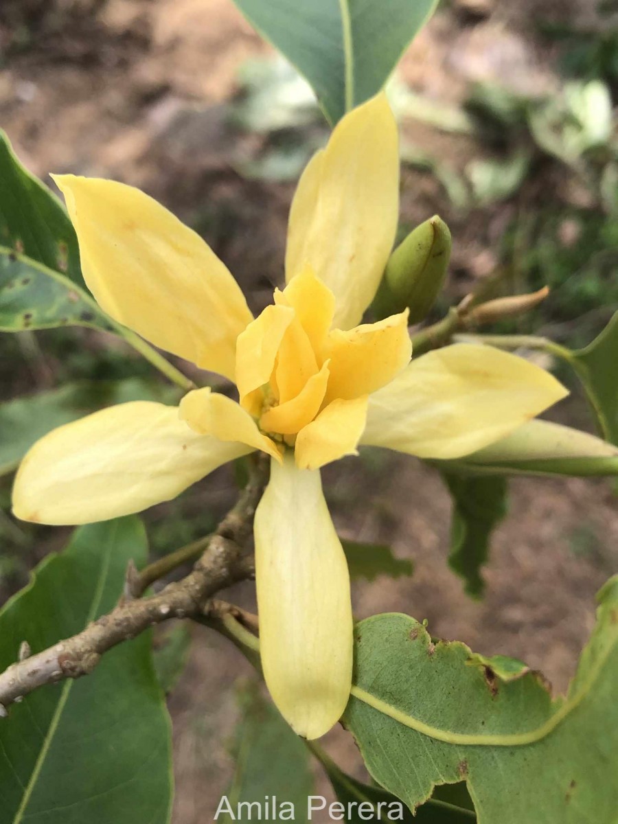 Magnolia champaca (L.) Baill. ex Pierre