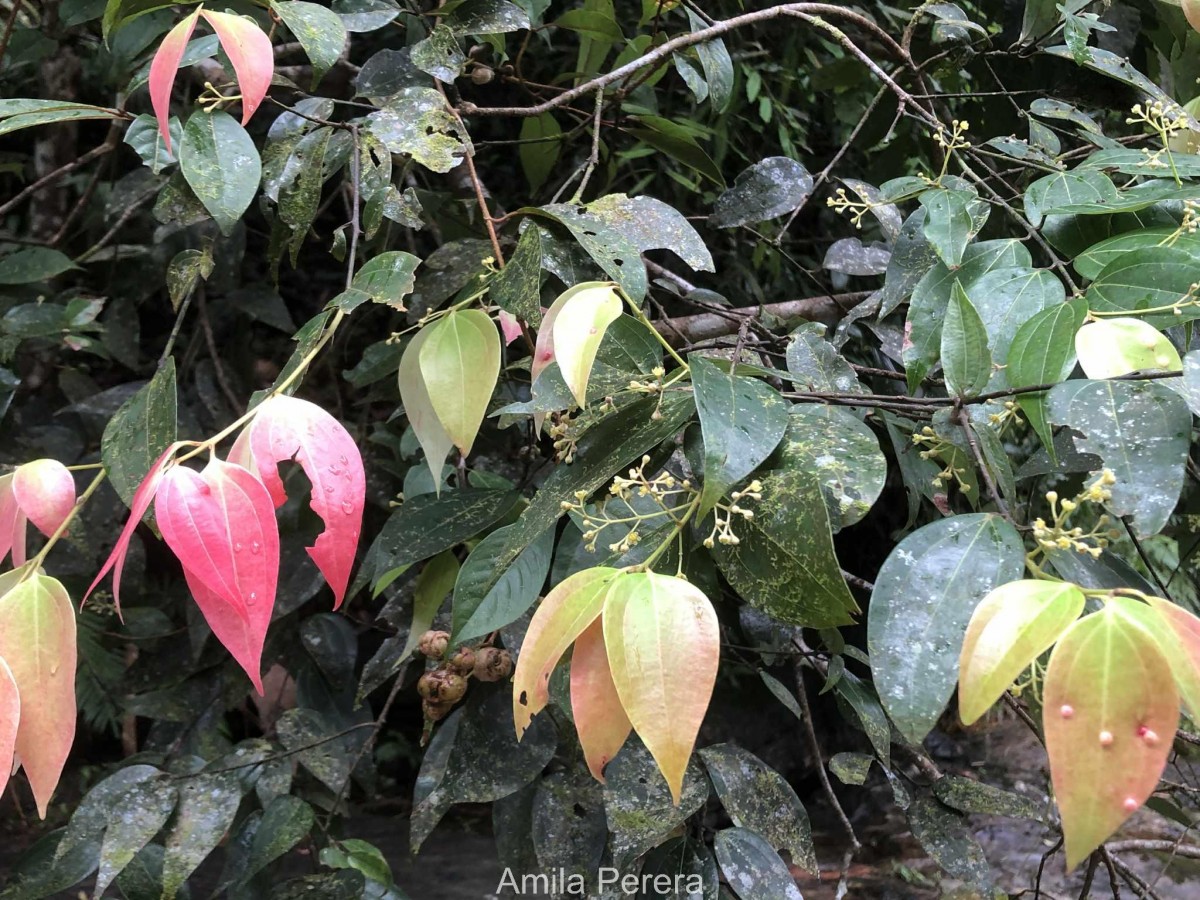 Cinnamomum dubium Nees