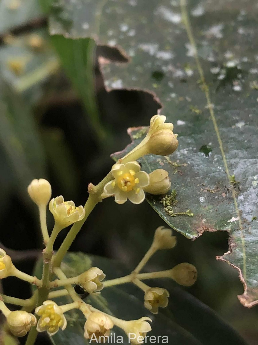 Cinnamomum dubium Nees