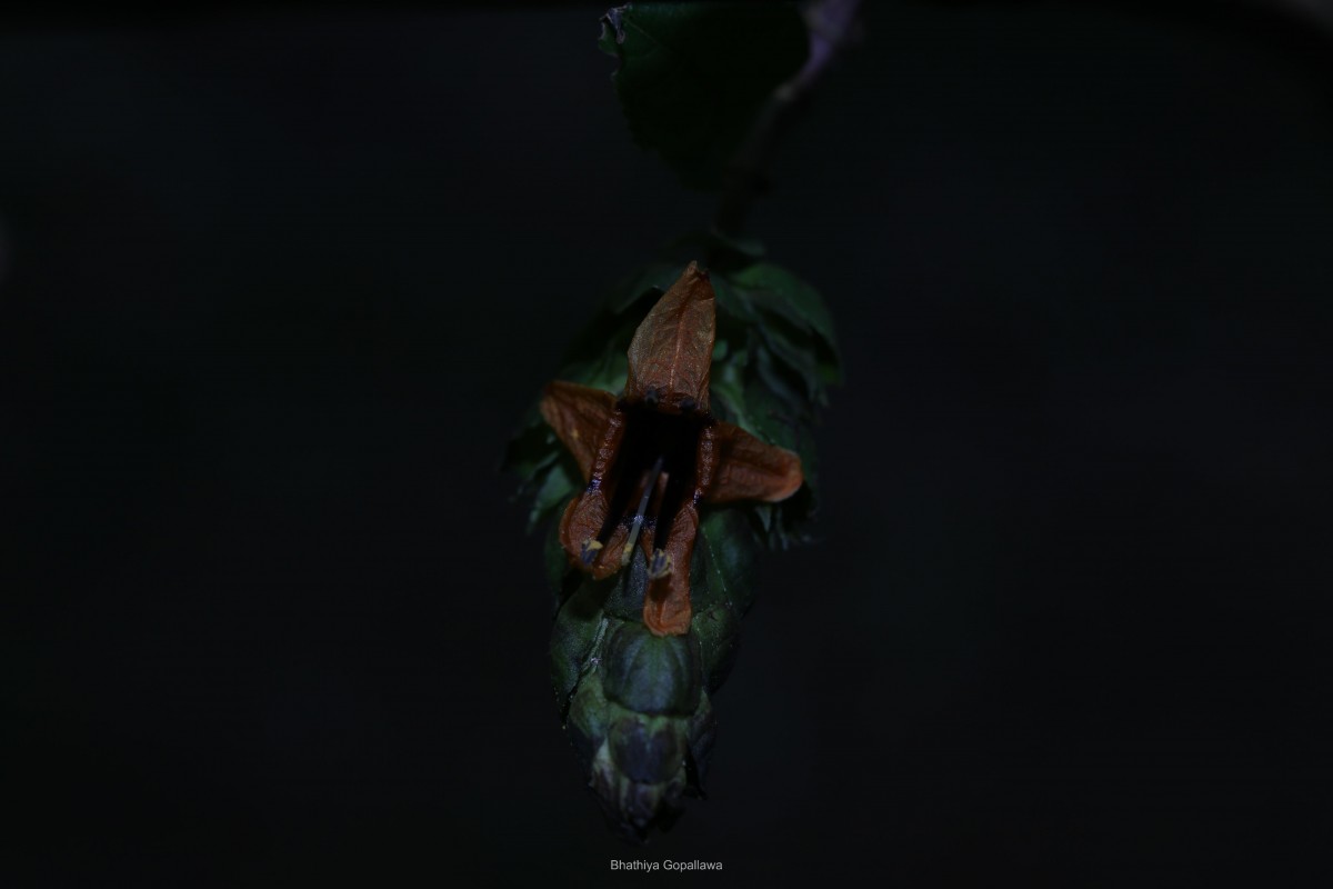 Strobilanthes laxa T.Anderson