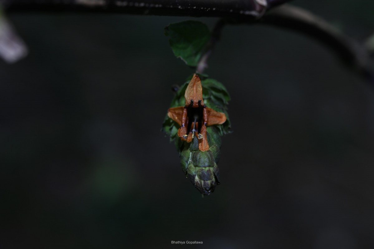 Strobilanthes laxa T.Anderson