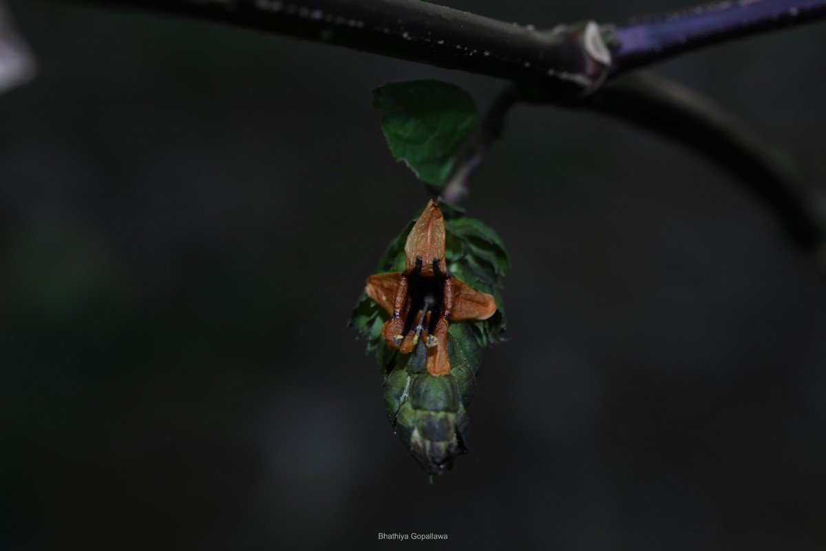 Strobilanthes laxa T.Anderson