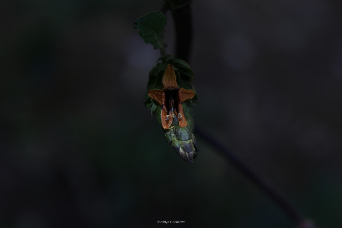 Strobilanthes laxa T.Anderson