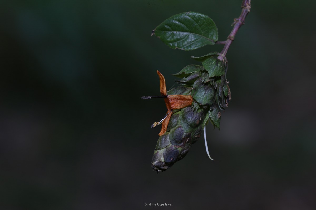 Strobilanthes laxa T.Anderson