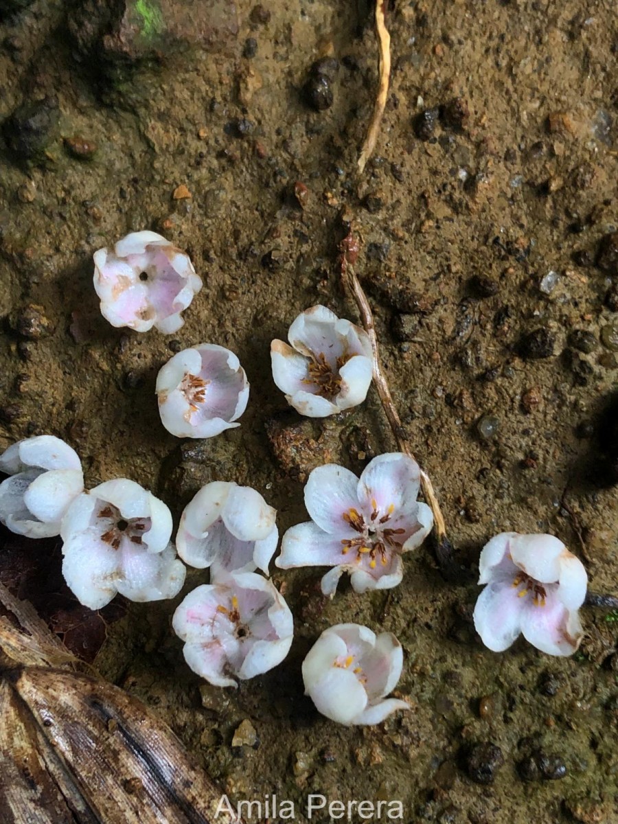 Doona gardneri Thwaites