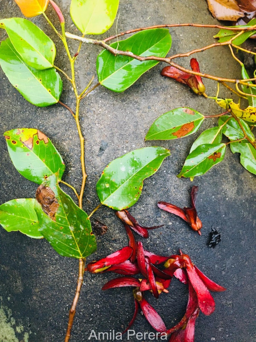 Doona gardneri Thwaites