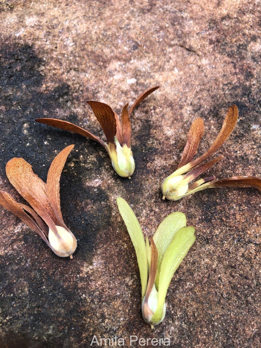 Flora of Sri Lanka