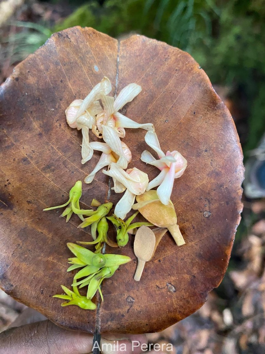 Flora of Sri Lanka